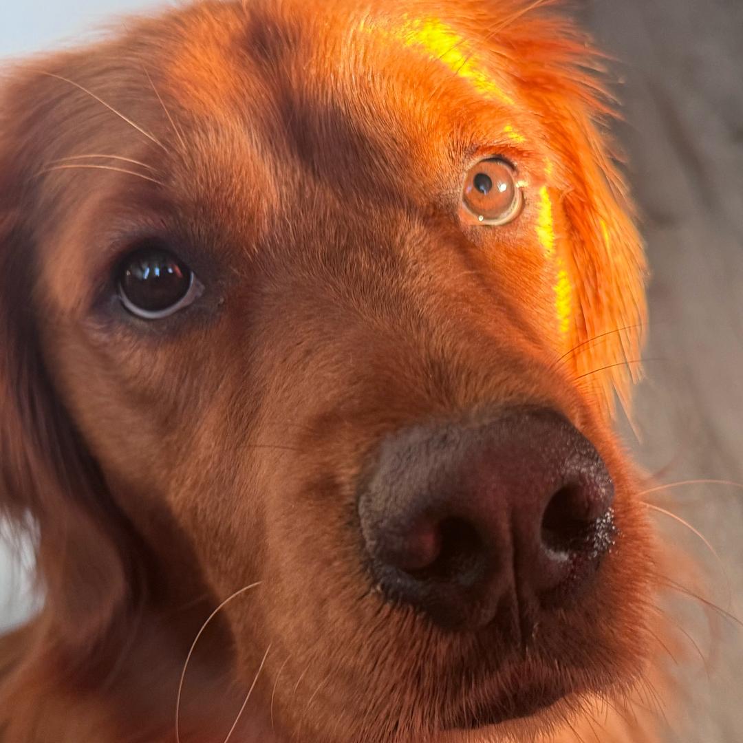 小刘在成都开火锅店