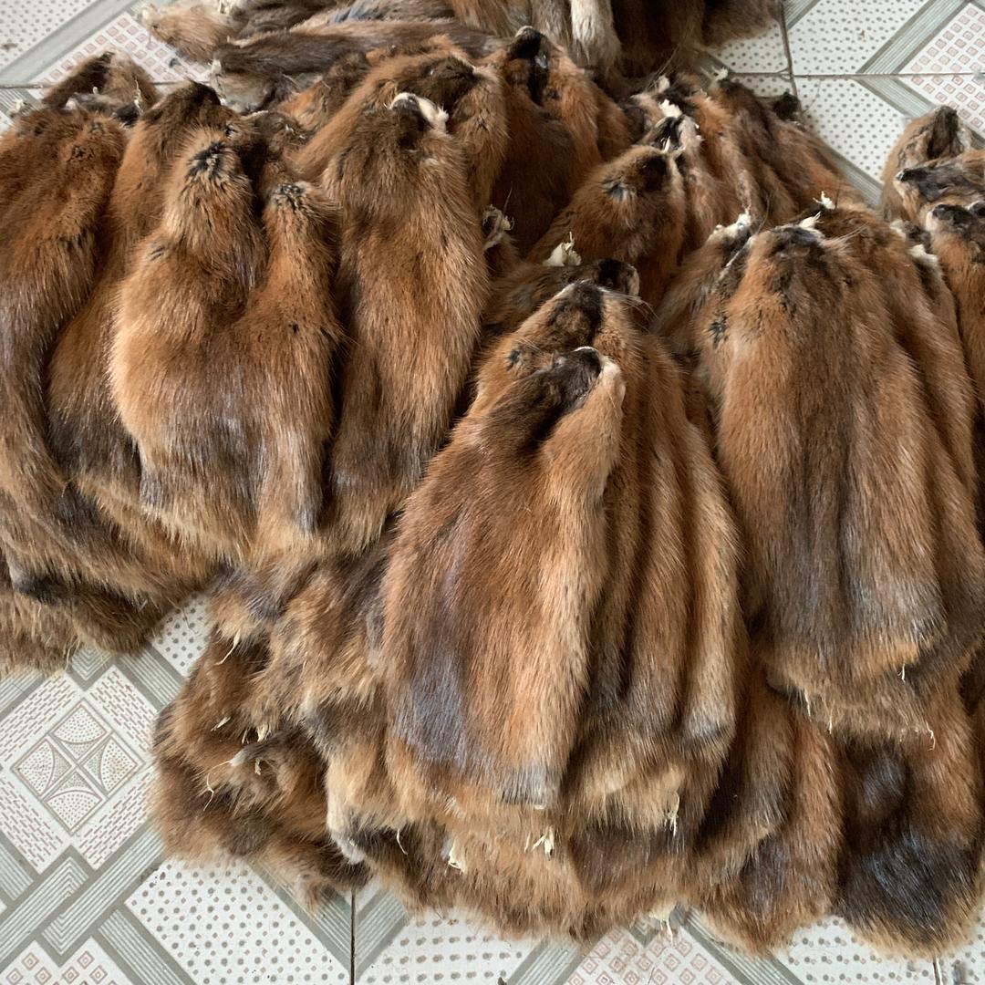 青根貂大营小艾