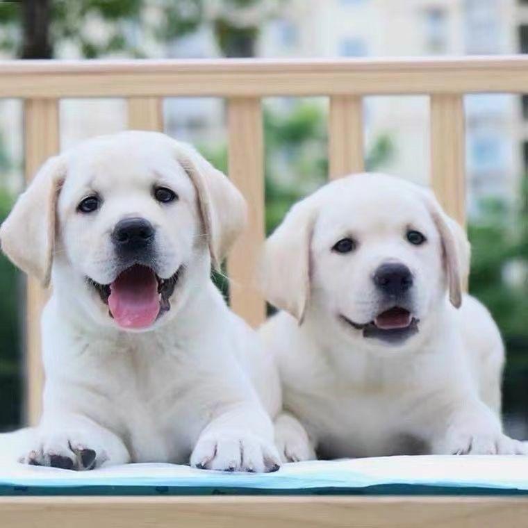 拉布拉多 纯种萌宠