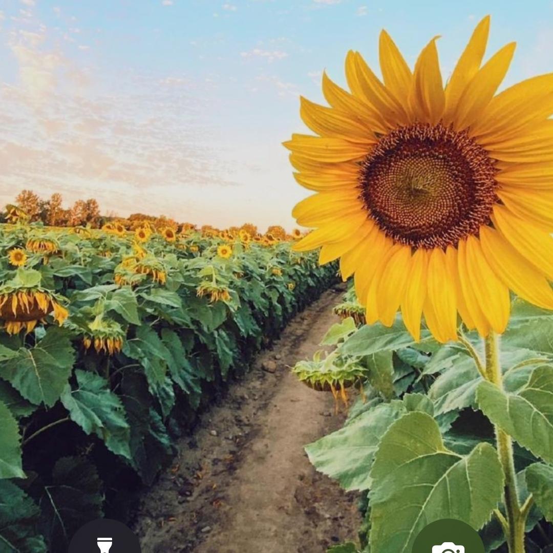 大城 东阜 建军通讯