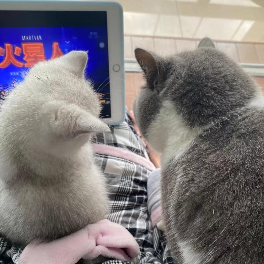 萌姨