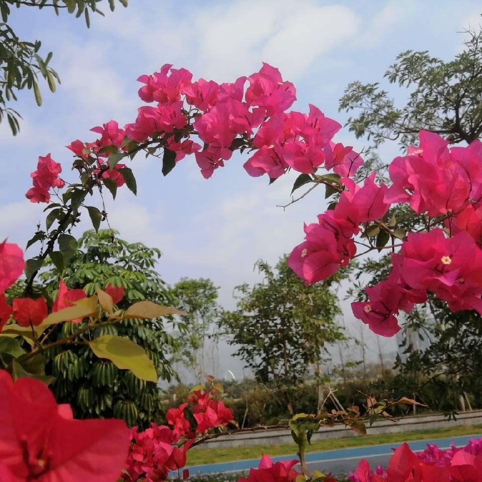 夏晴