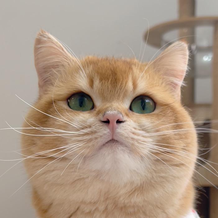 几只喵🐱