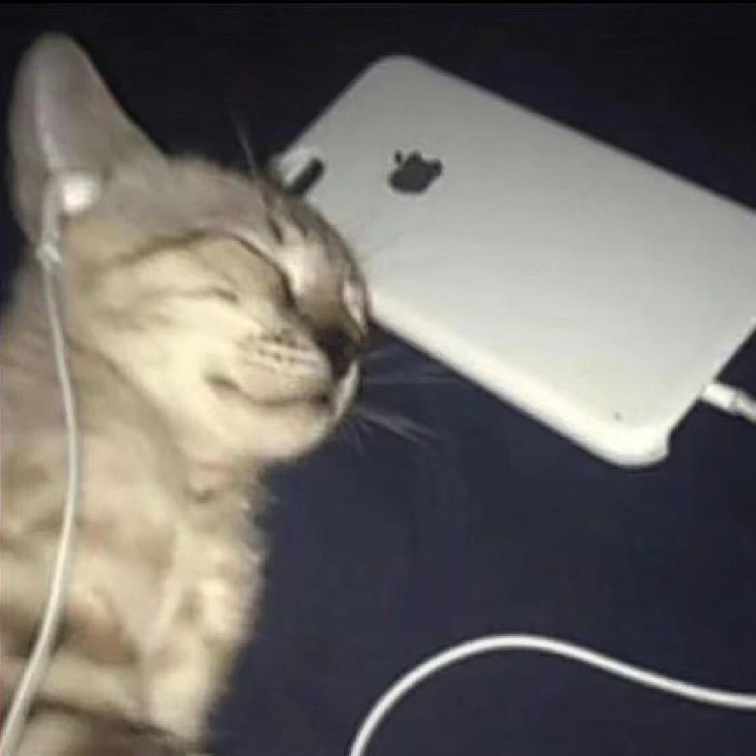 猪猪侠～