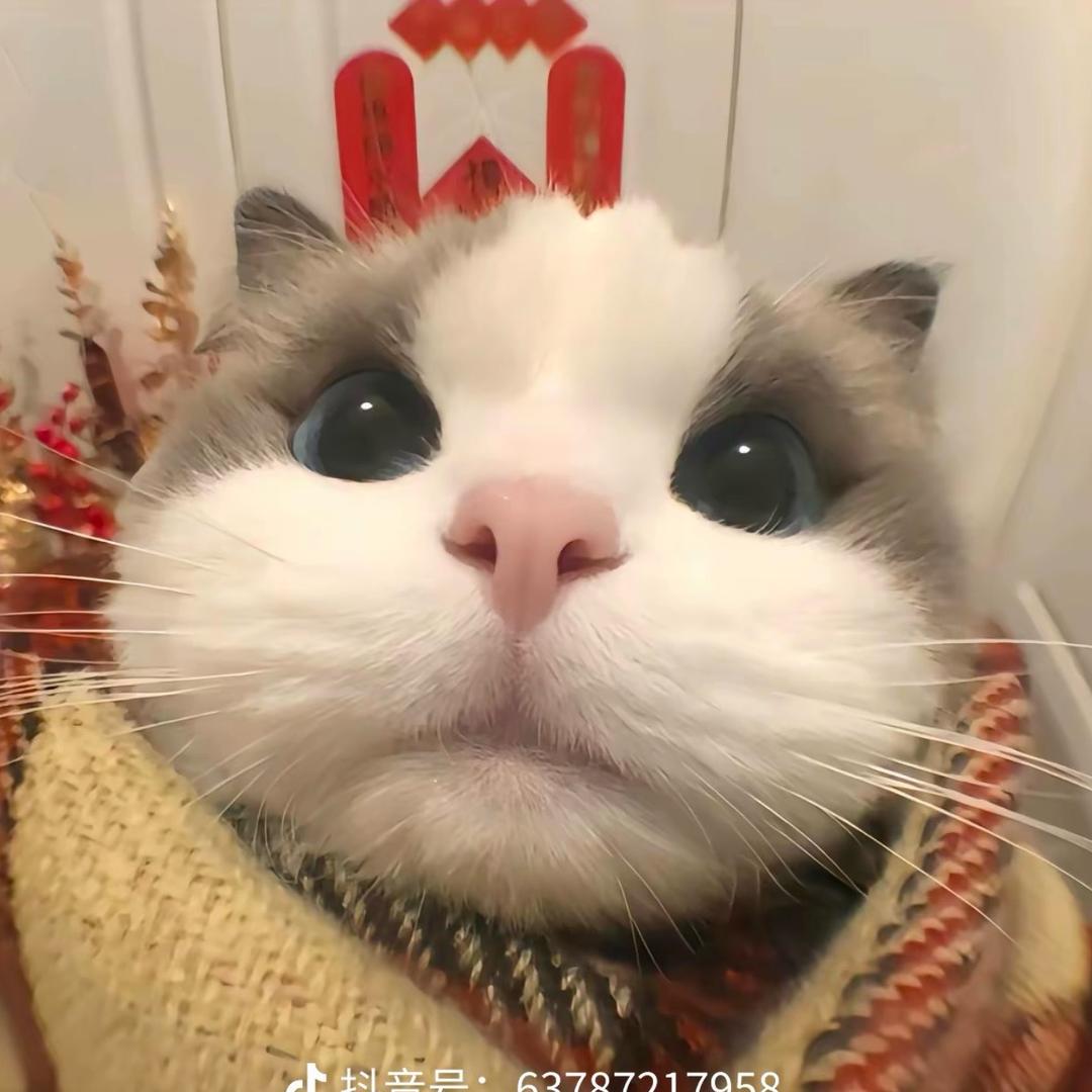 叶老黑（三角洲行动）