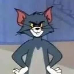 有一只猫