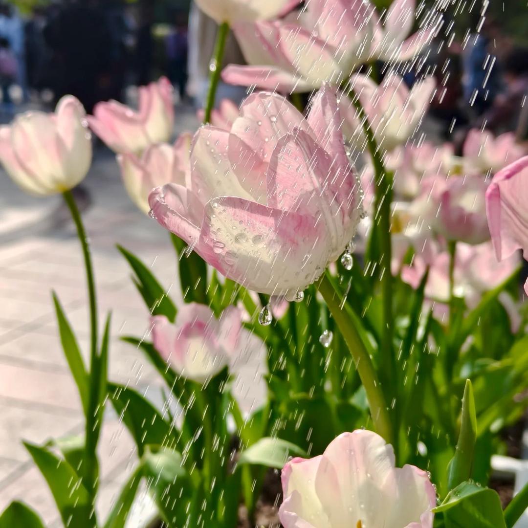 香香来了
