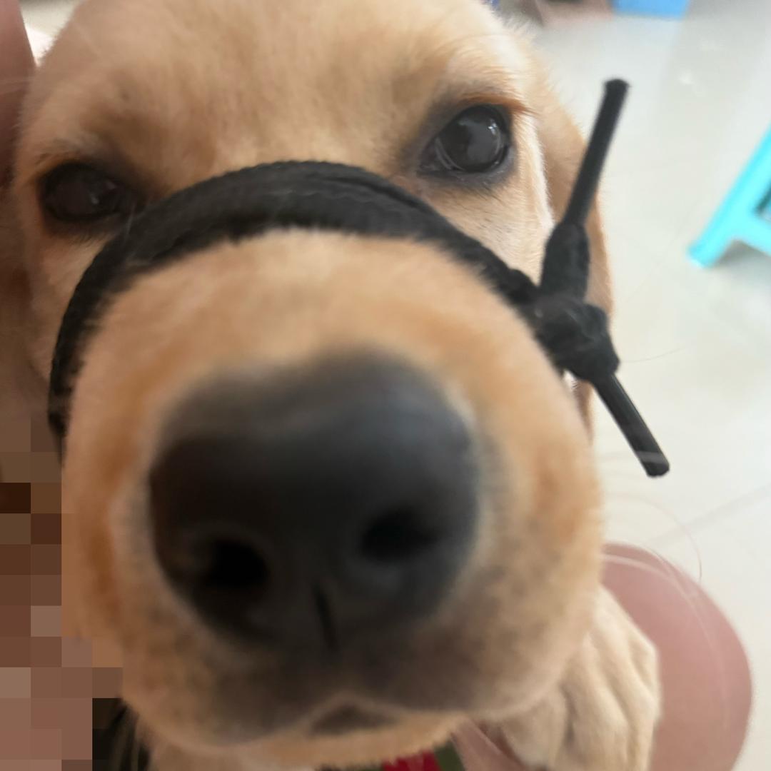睡不醒的山药