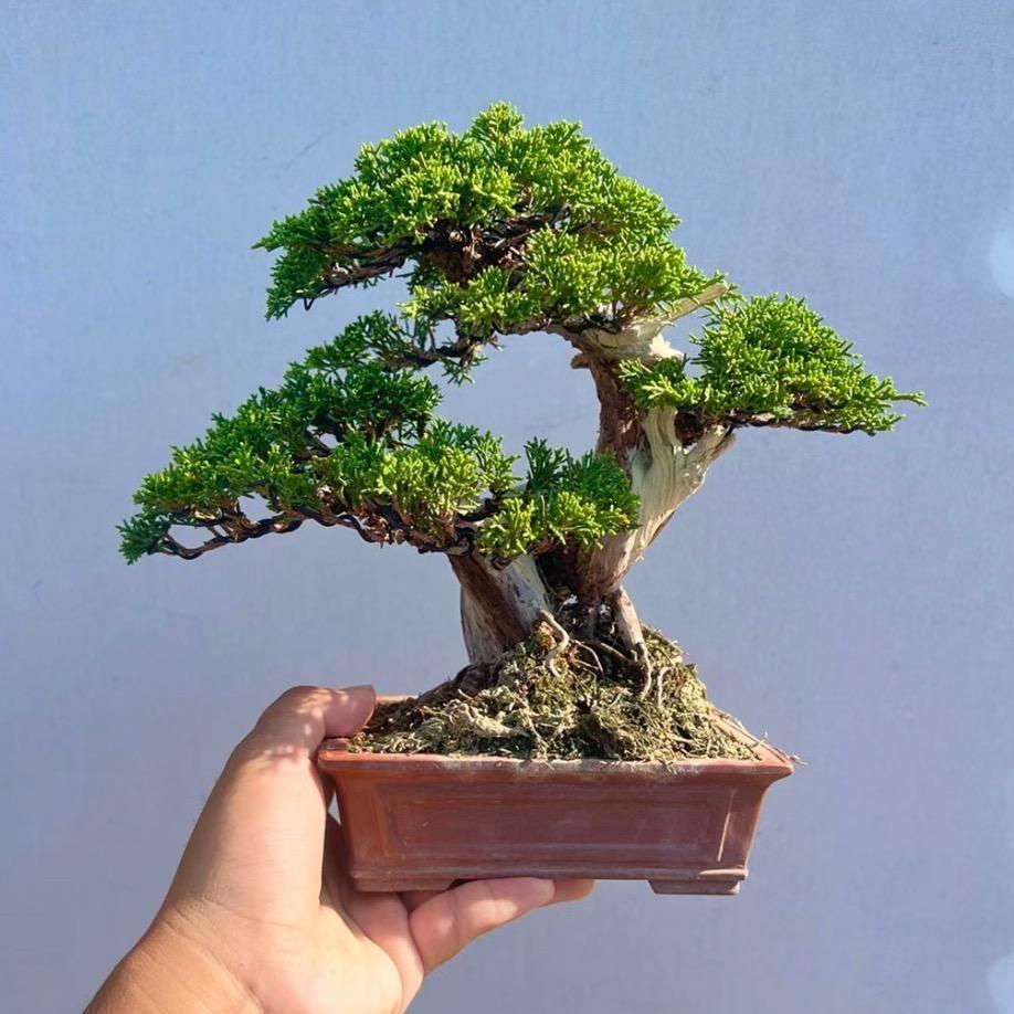 云景花卉盆景