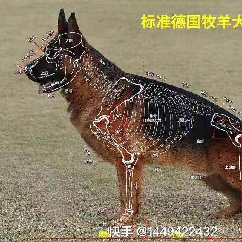 阳泉二马（铲屎官）
