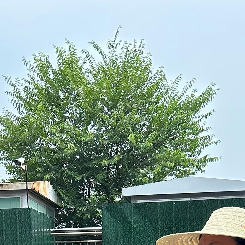洛飒