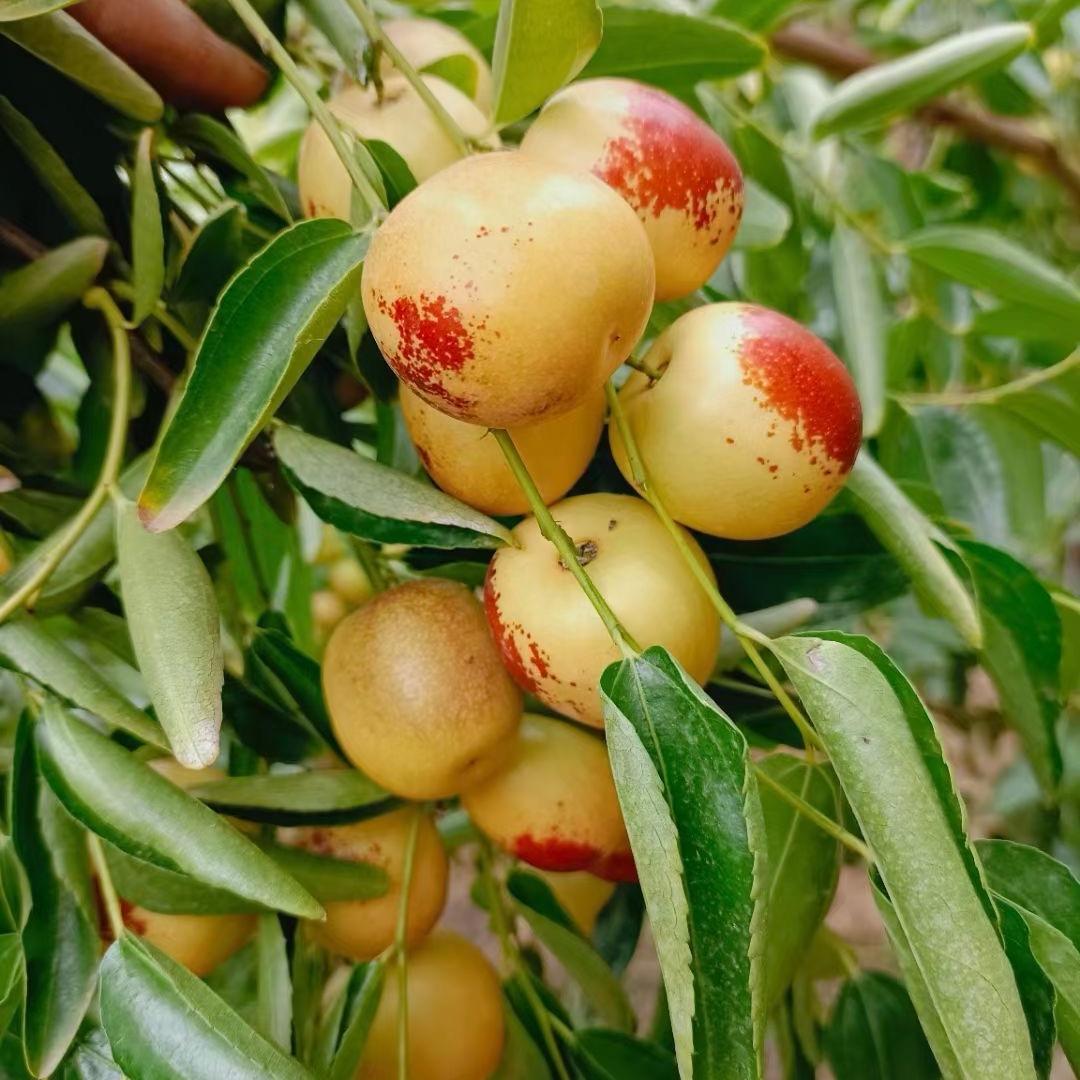 不呐呐鲜果食品严选店