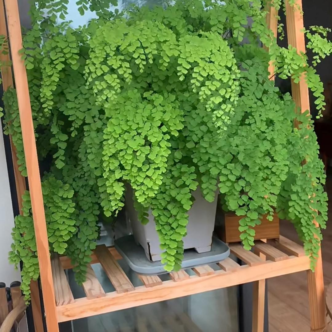 求植报告