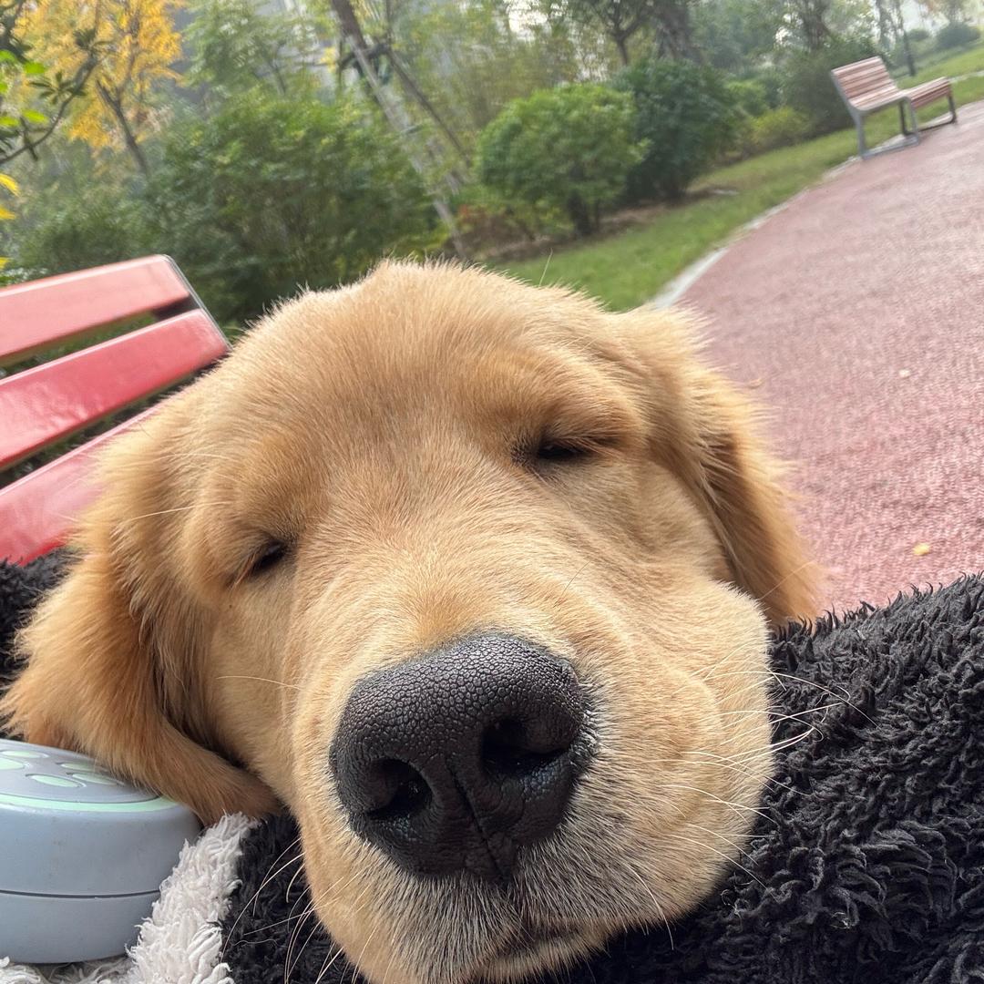 邢66（一辆快乐的小金毛）