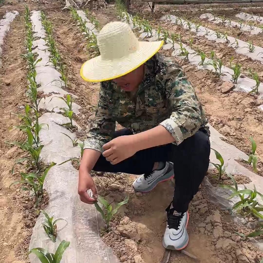 小麦科学助产