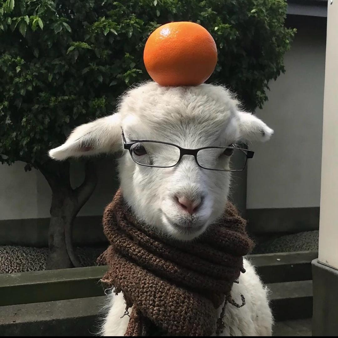烂漫小羊