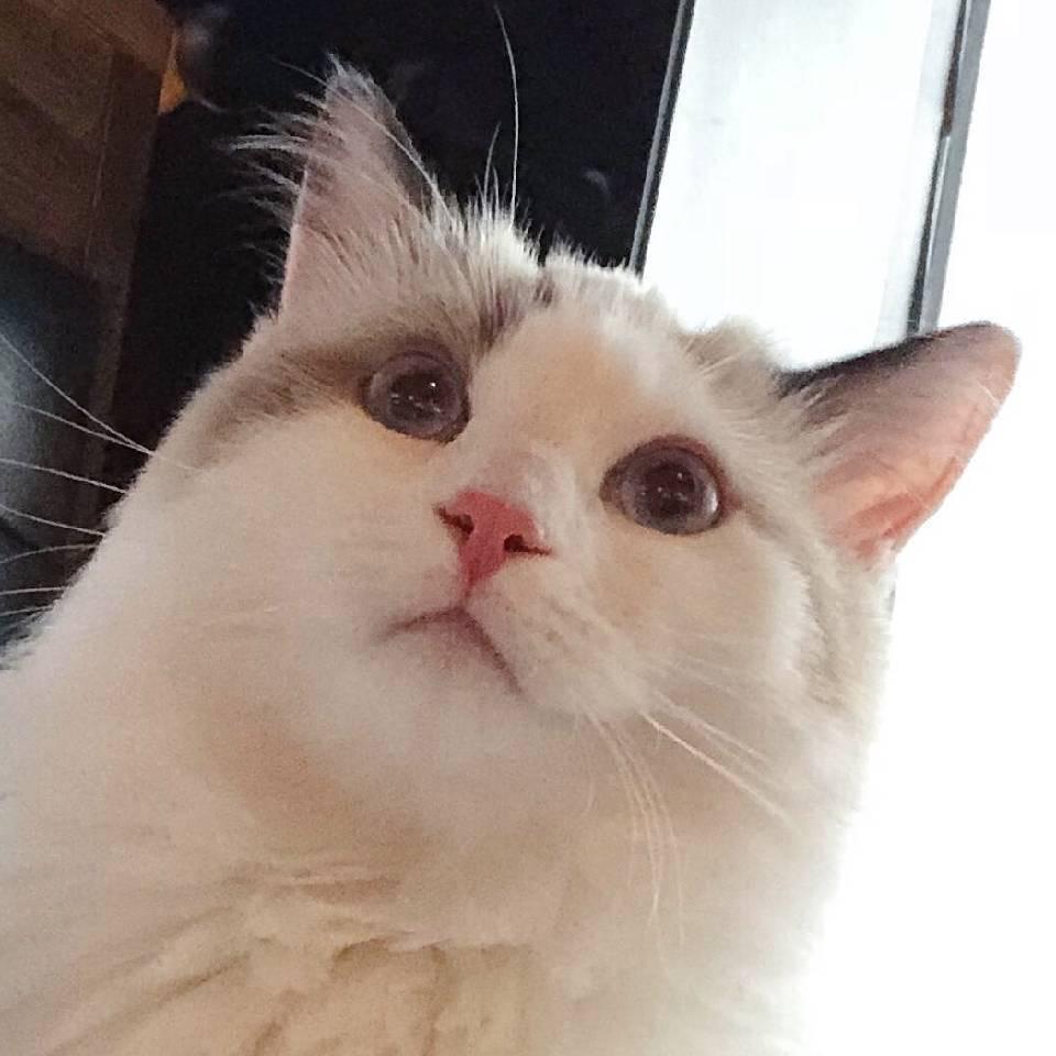 Mr_橘子味的猫（寻找趴趴版）