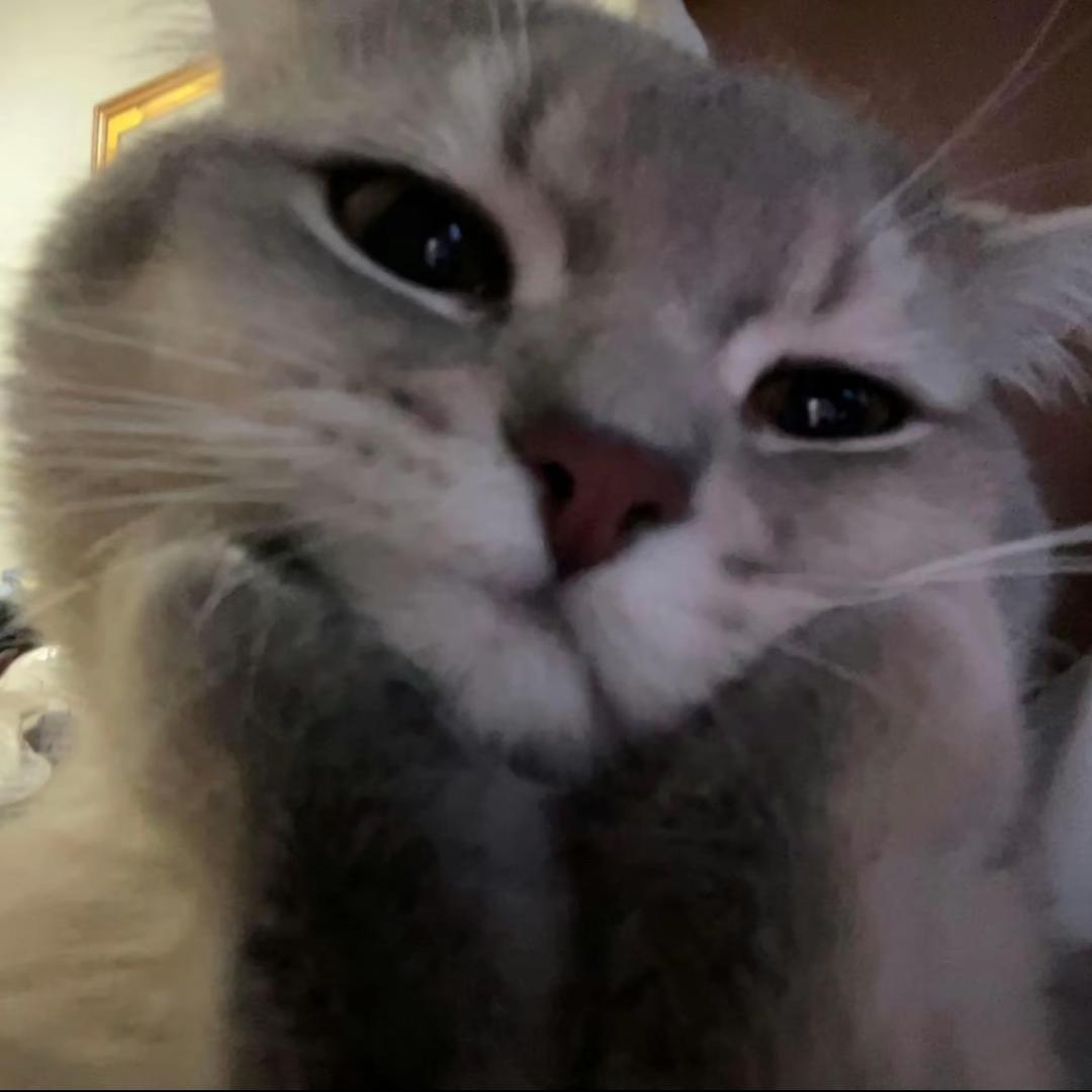 🐱