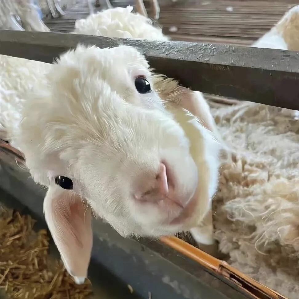 sheep羊崽