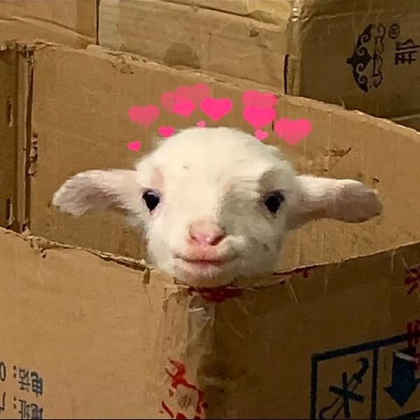 小肥羊咩咩🐑💨