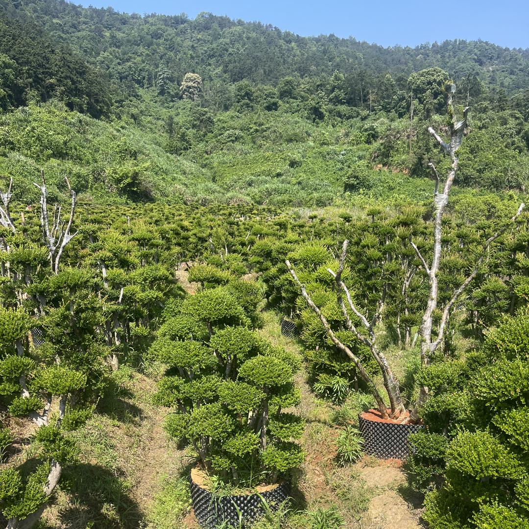 盛洋苗木园林