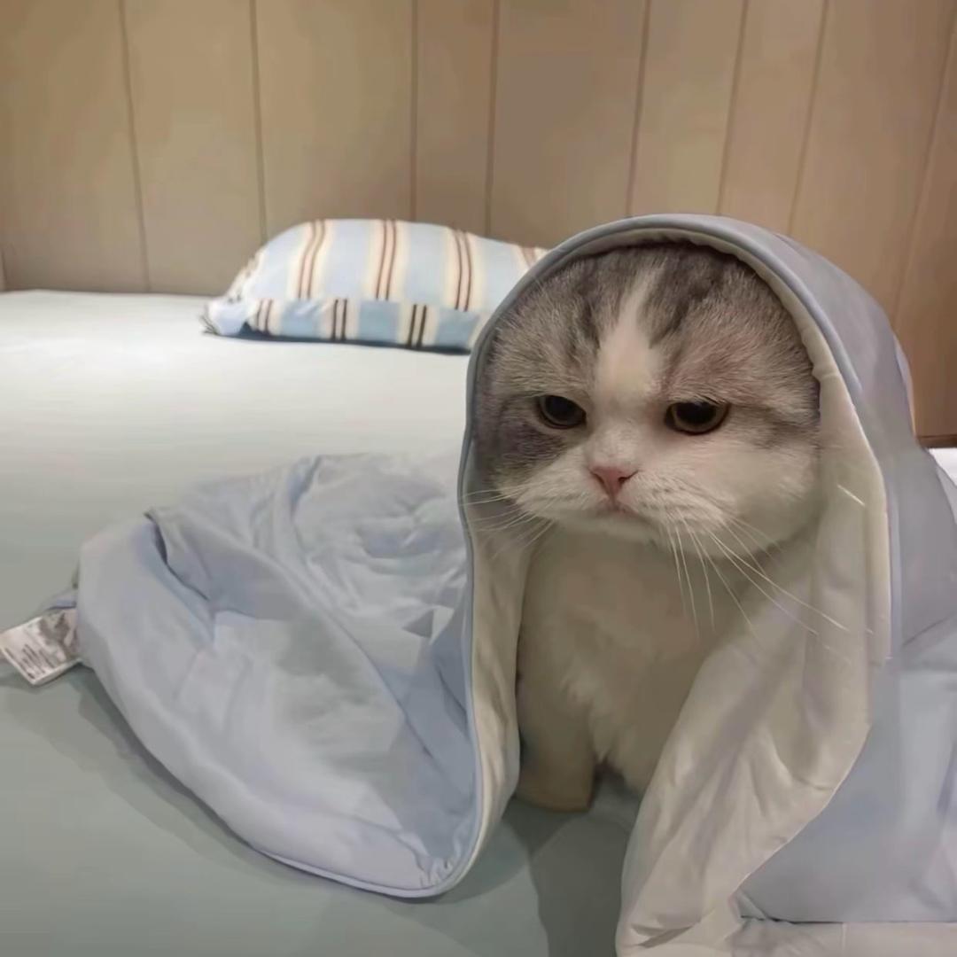 鱼愁