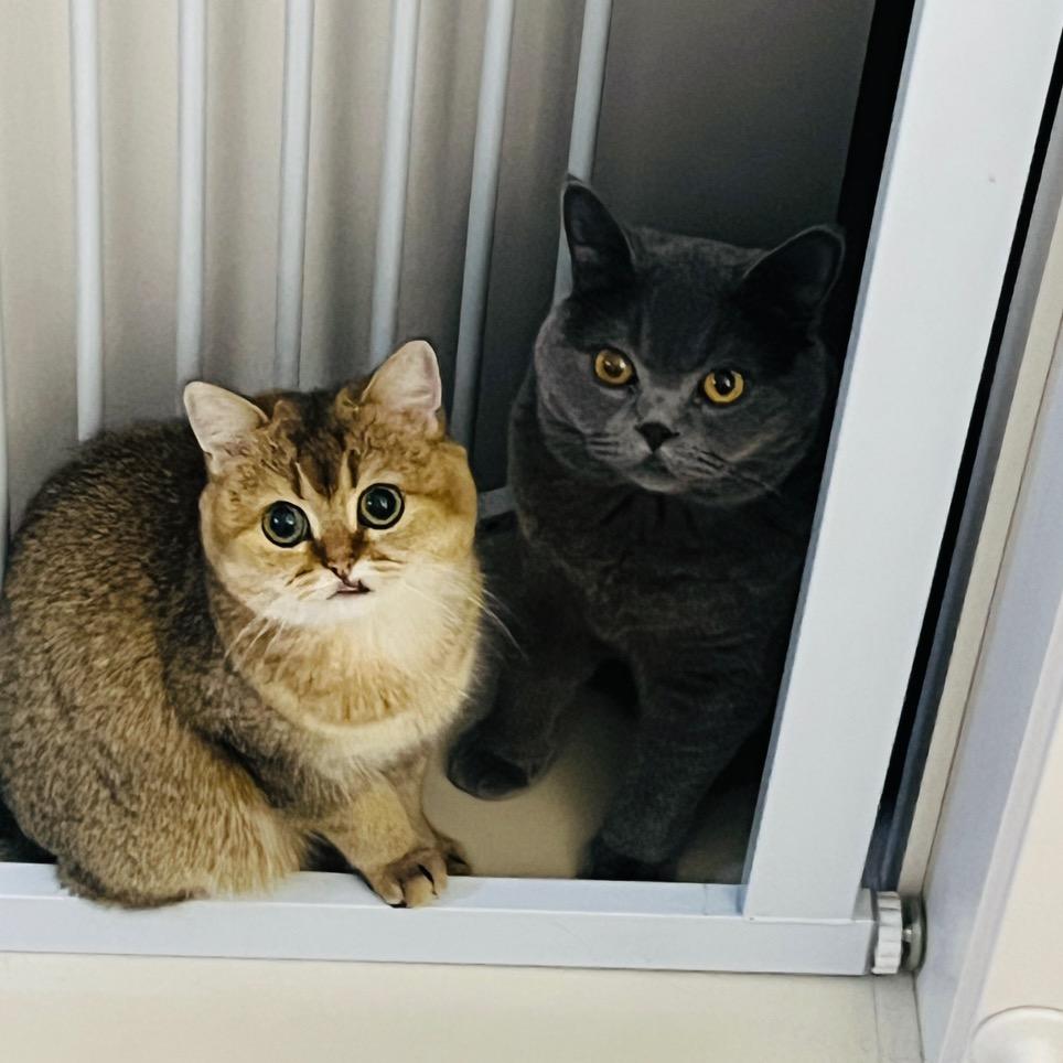 小步🌸小花🌸小咪