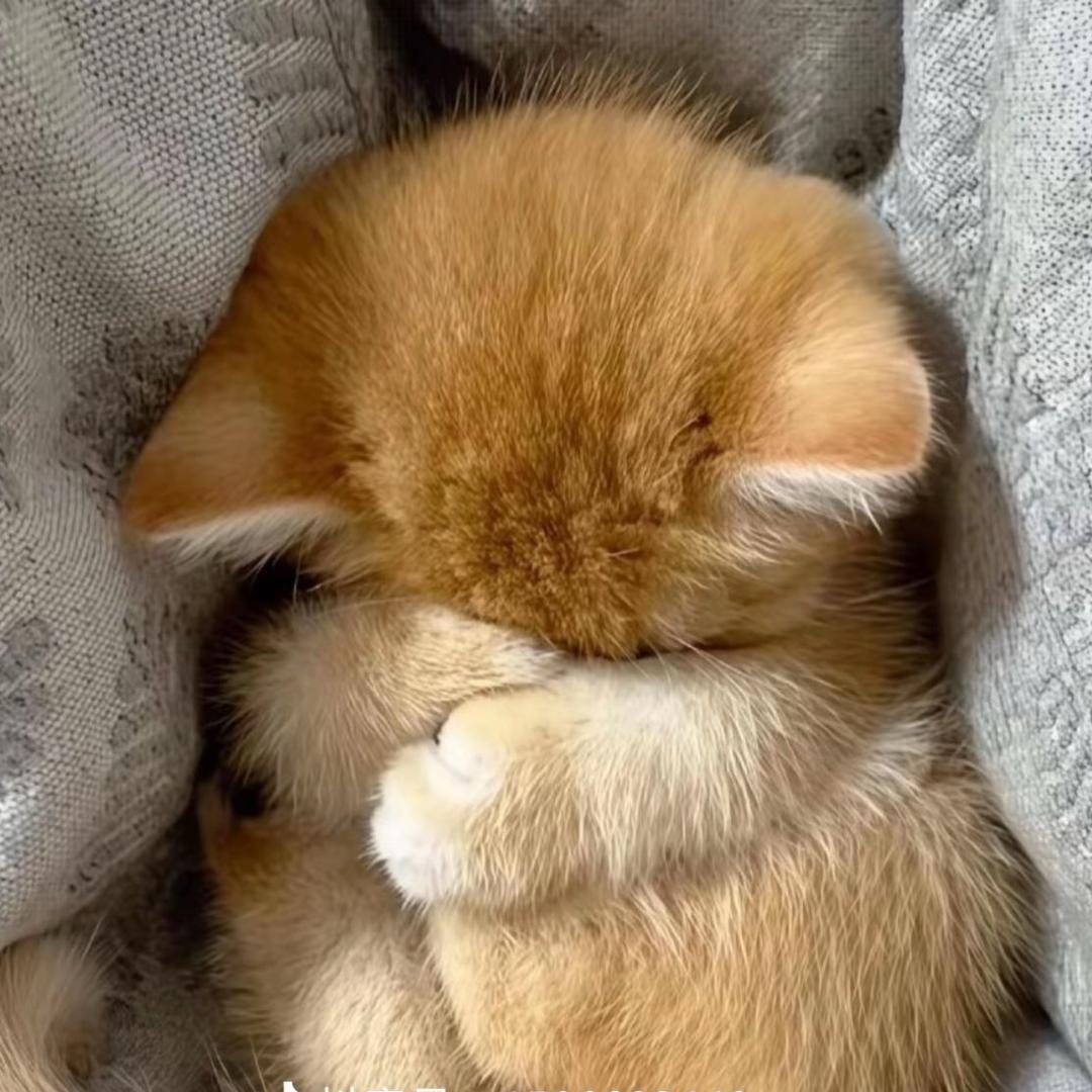 豆汁