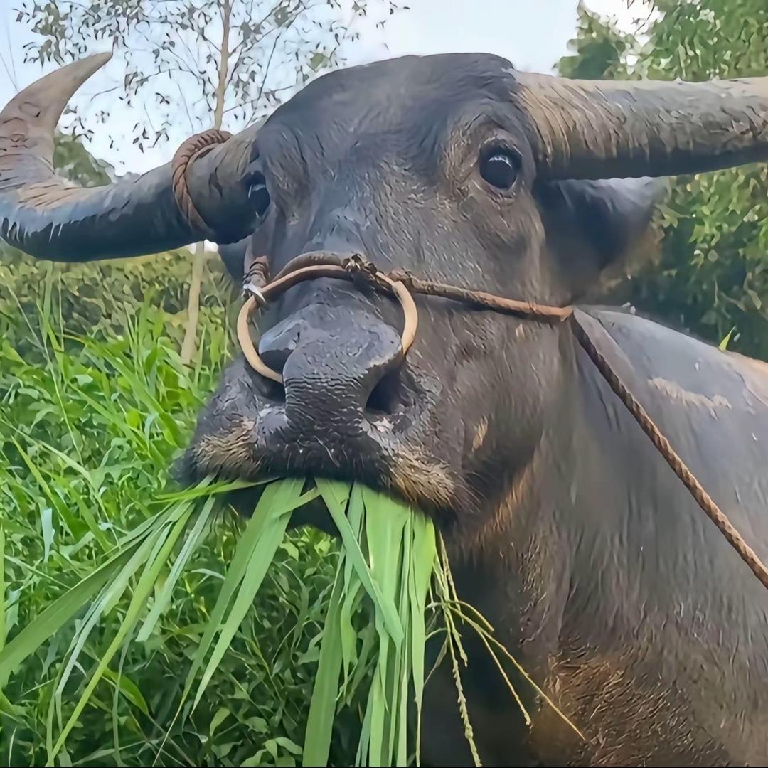 爱啃草的小山