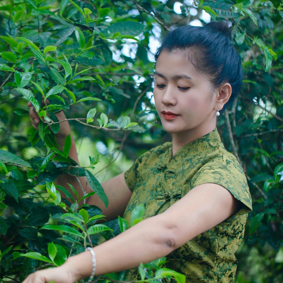 古普茶业 【景迈方越】