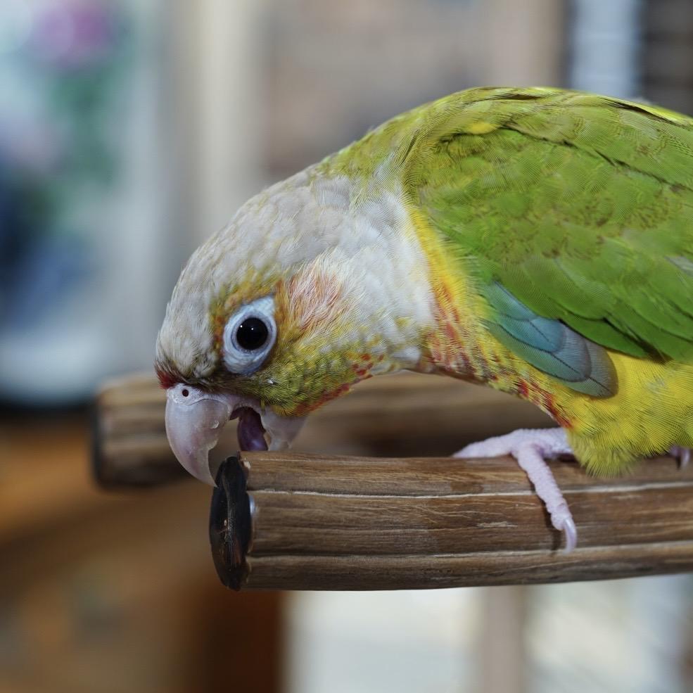 珉睿宠物用品工作室