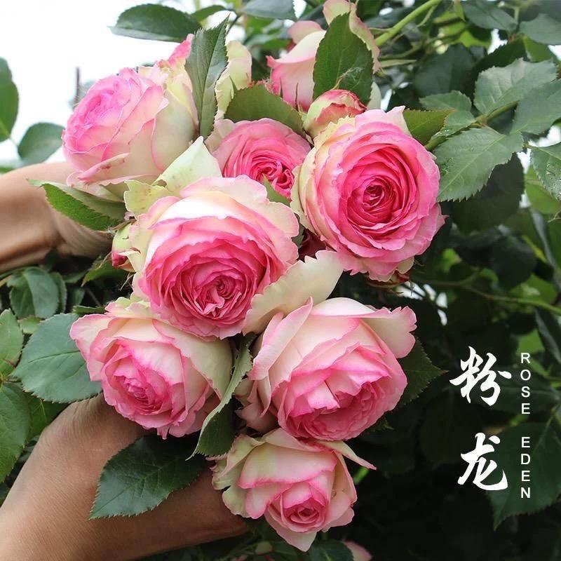 居然阁园林绿化有限公司