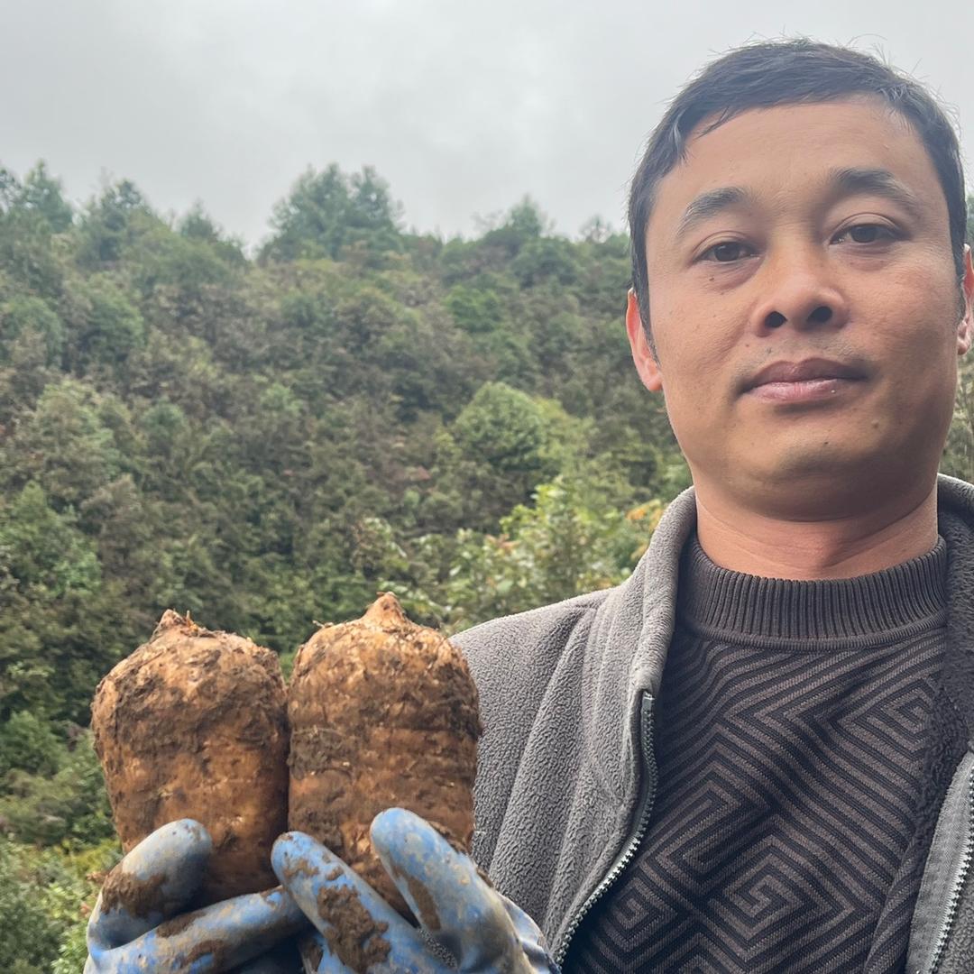 云南天麻麻表哥