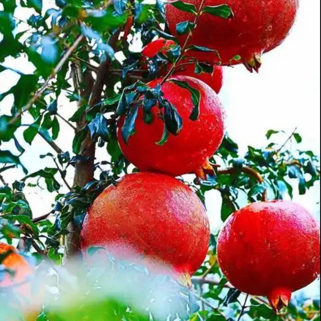 绿意森销售果树苗木专卖店