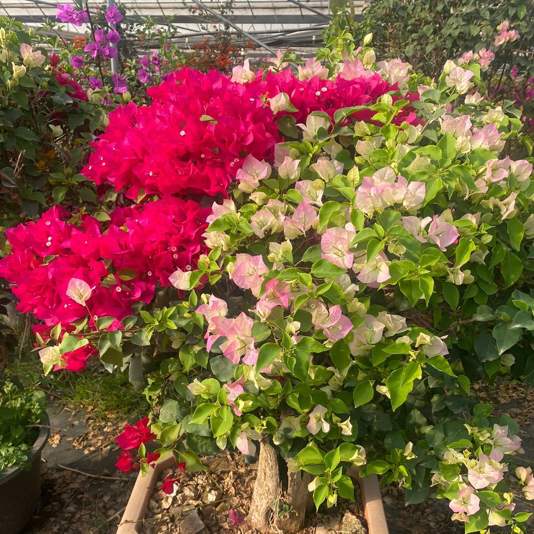 花梦缘花卉（三角梅老桩）