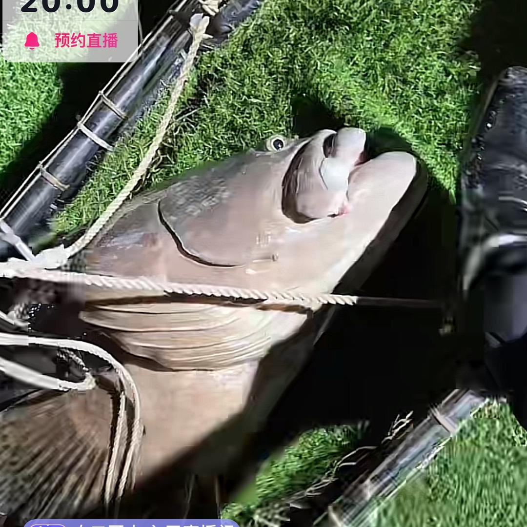 孤狼钓大鱼