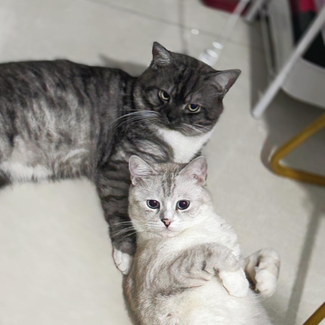 黑丫白丫什么丫