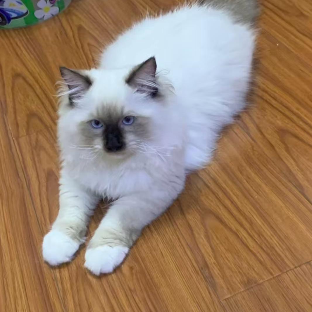 土豆是只布偶猫🐱