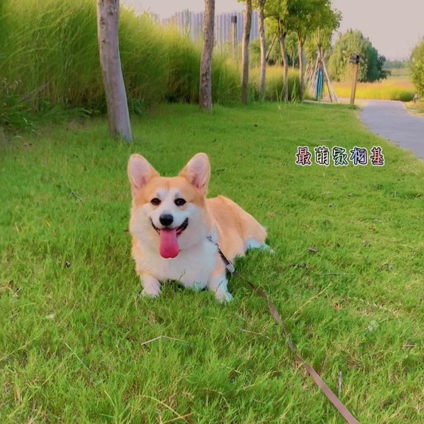 最萌家柯基