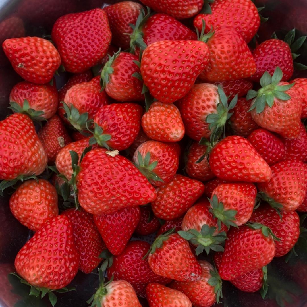 羔羊大桥草莓🍓