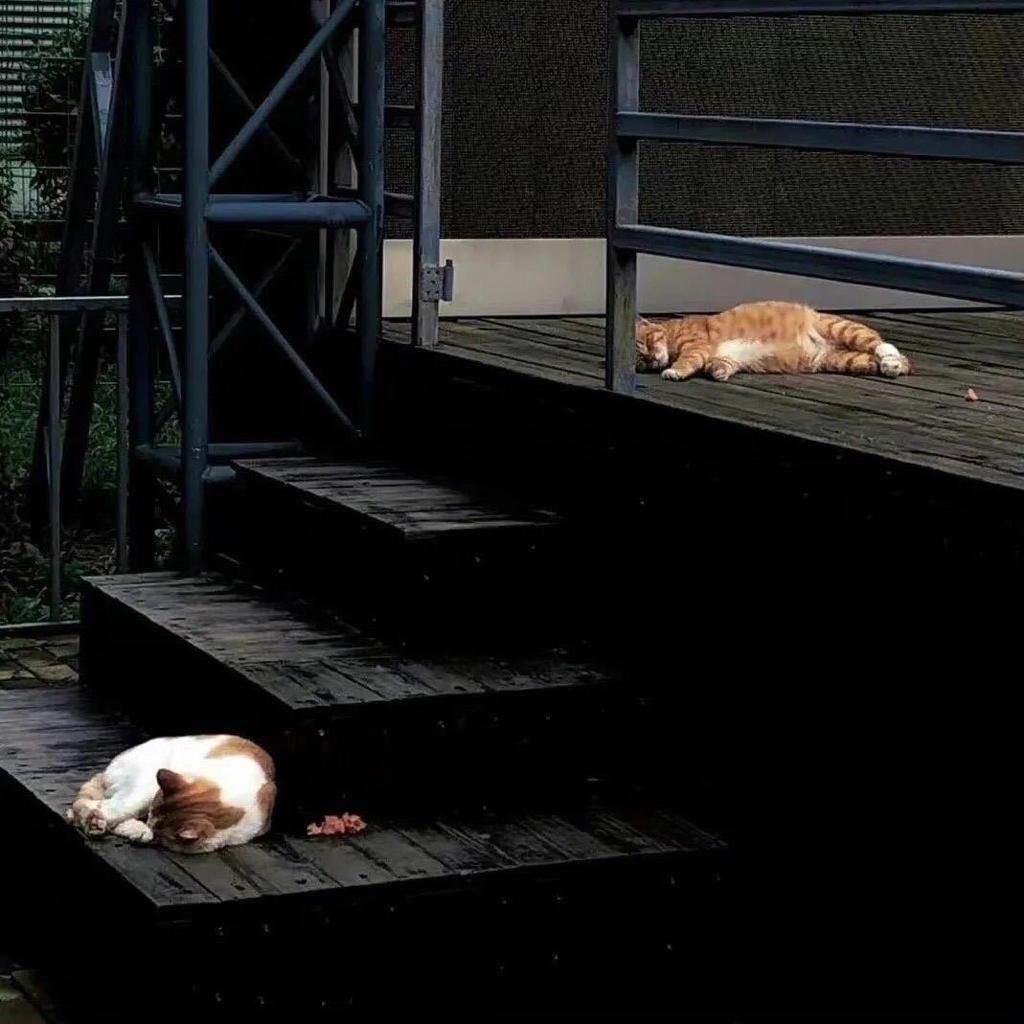 地瓜