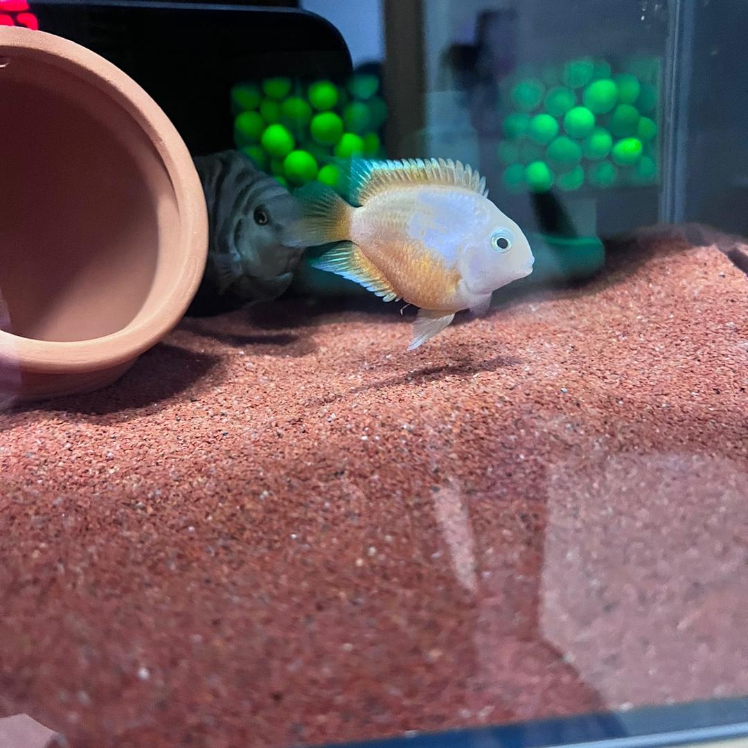 爱养鱼的小猫