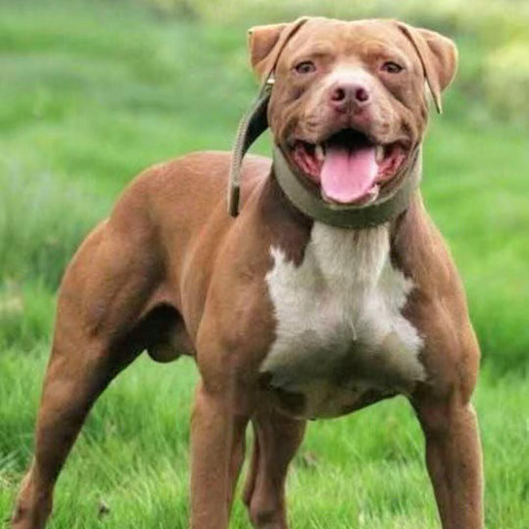奥哥比特犬养殖基地