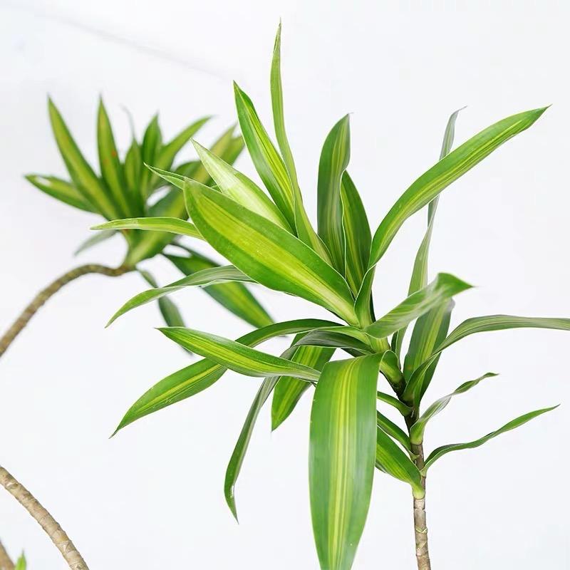 花之语 绿植基地