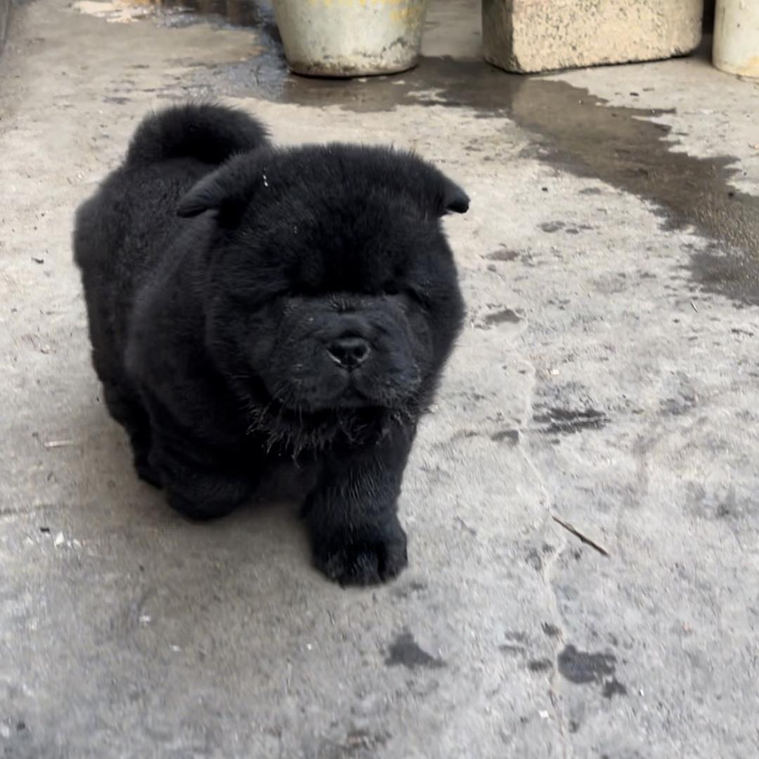 大圣犬舍日常直播号