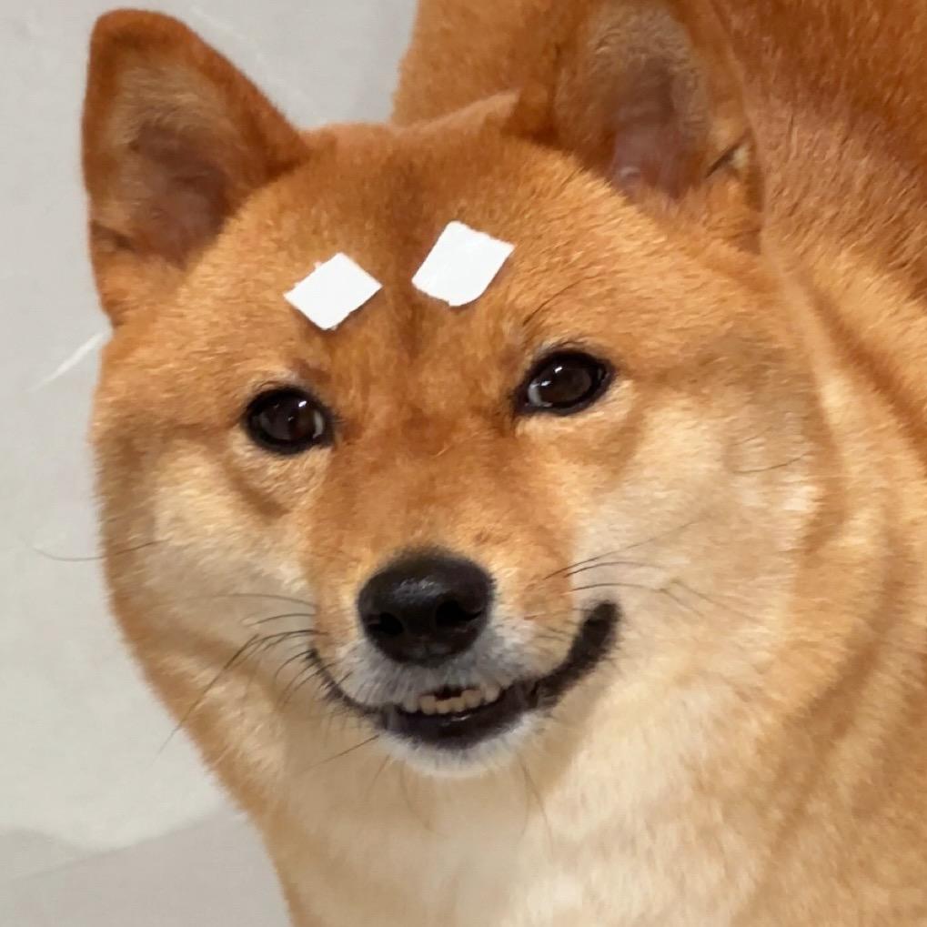 Double是只柴