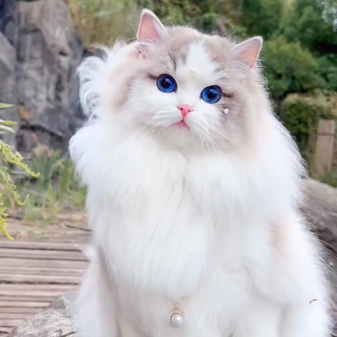 OPM布偶猫舍的日常