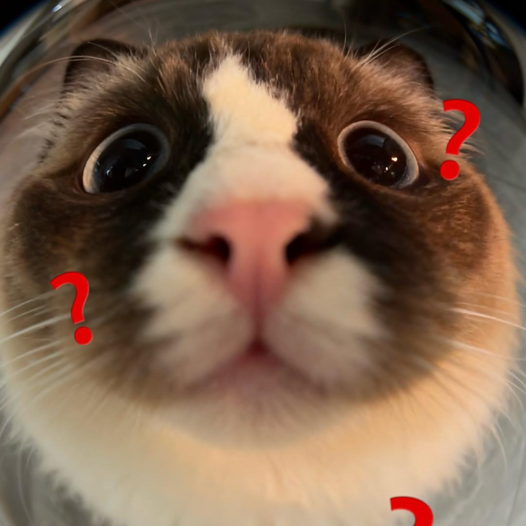 kitty喵