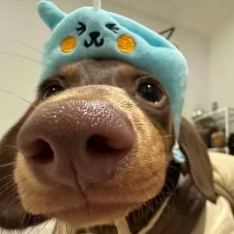 ZoeVsc