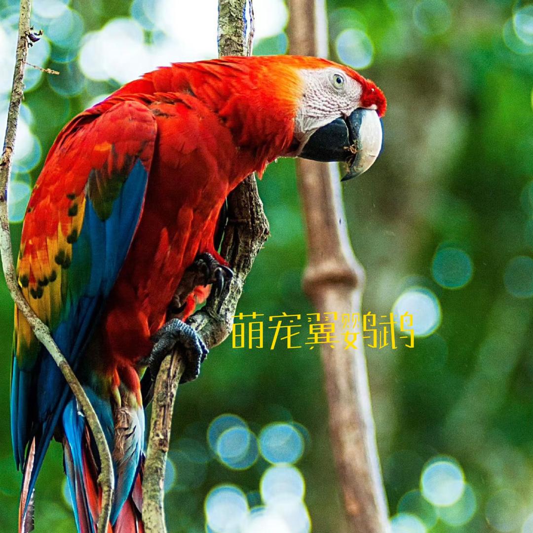 萌宠翼鹦鹉